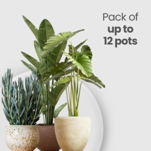Potted Plant Care (Up to 12 Pots)