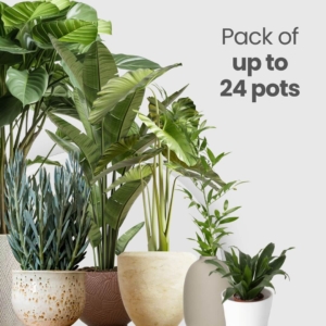 Potted Plant Care (Up to 24 Pots)